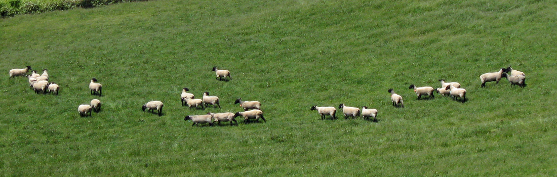 羊と雲の丘の羊の群れ
