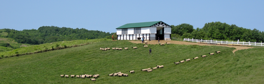 羊と雲の丘の羊小屋と羊たち